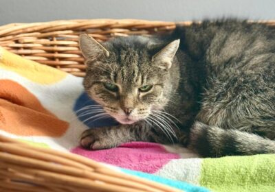 Flexi – aktualizacja