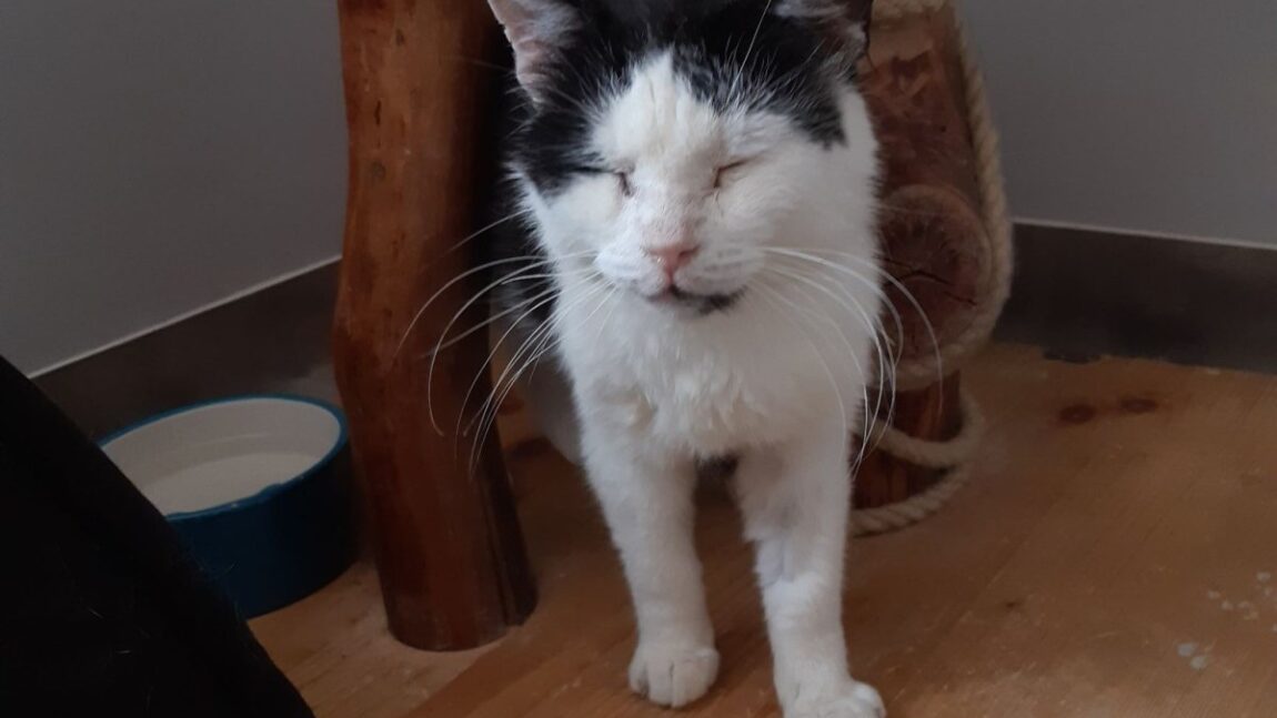 Gluten – aktualizacja