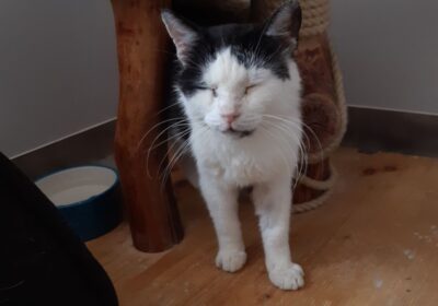 Gluten – aktualizacja