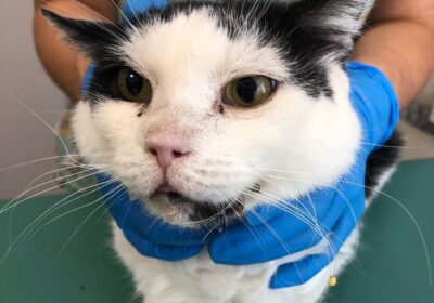 Gluten potrzebuje tomografii