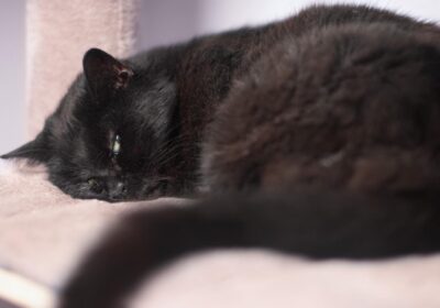 Kićka – aktualizacja