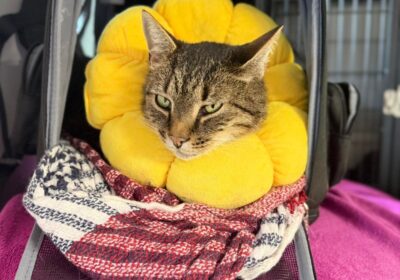 Kleks – aktualizacja