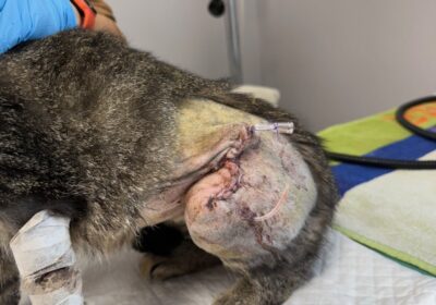 Kleks – aktualizacja