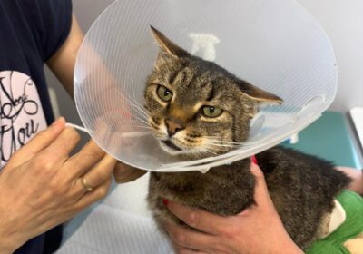 Kleks – aktualizacja