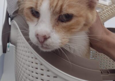 Kornik – aktualizacja