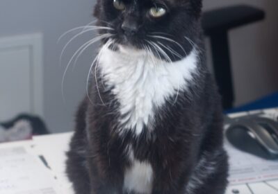 Krawat – aktualizacja