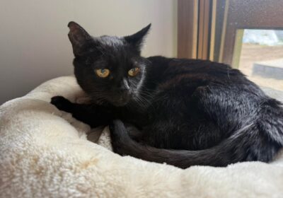 Radek – aktualizacja