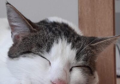 Słowik – aktualizacja