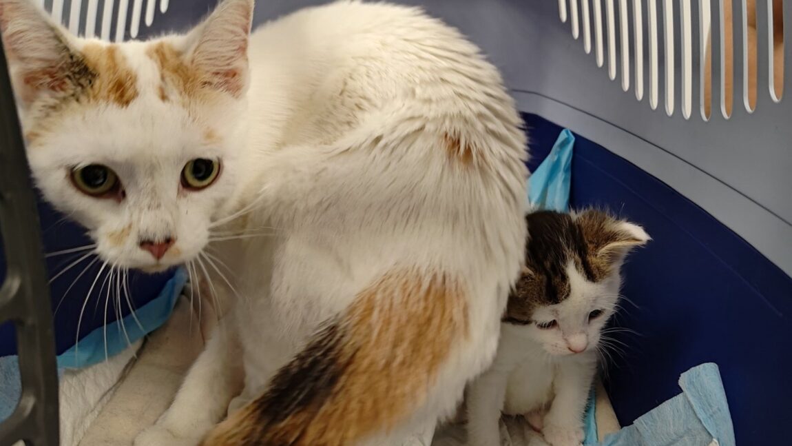 Stefanka i jej maluszki