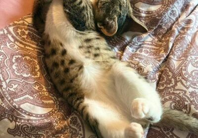 Stevie i Wonder – aktualizacja