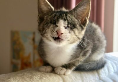 Stevie i Wonder – aktualizacja