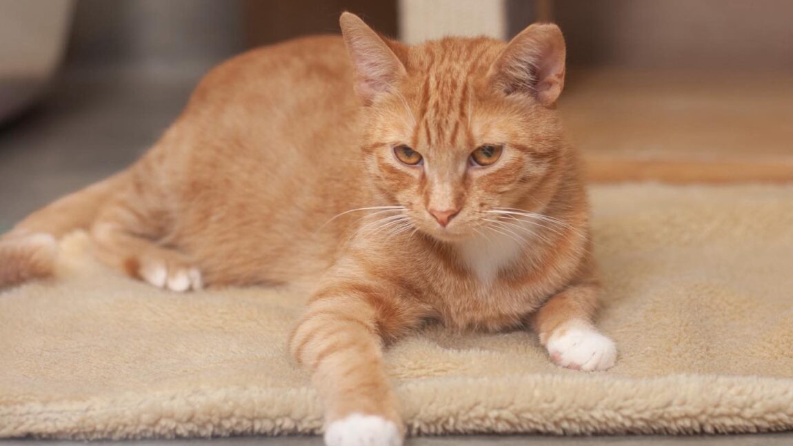 Szymon i Szyszka – powrót z adopcji