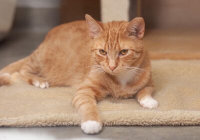 Szymon i Szyszka – powrót z adopcji