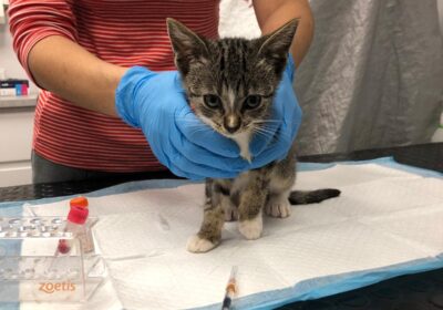 Wonder – aktualizacja