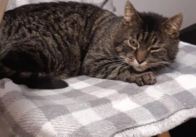 Ambroży – aktualizacja