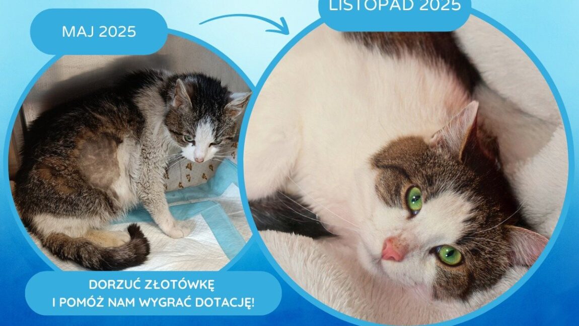 Berek – aktualizacja