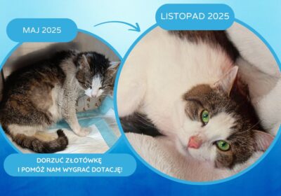 Berek – aktualizacja