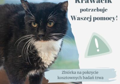Krawacik potrzebuje Waszej pomocy