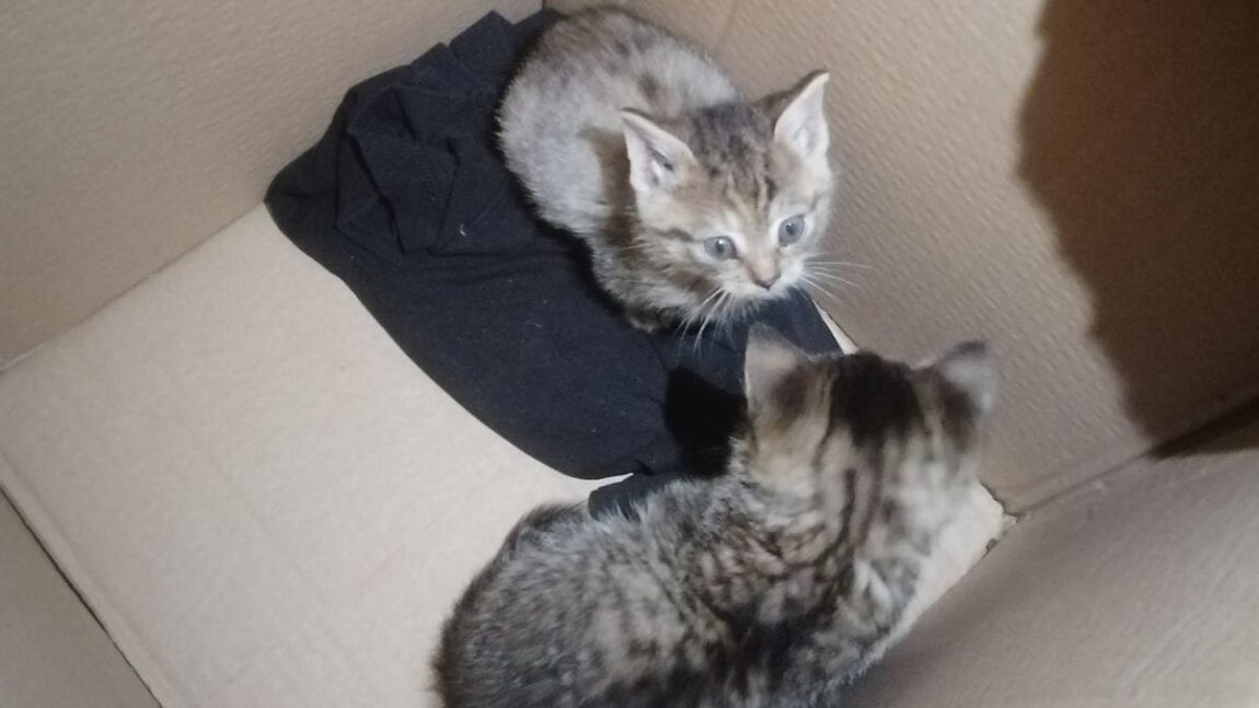 Podrzucone w pudełku kociaki