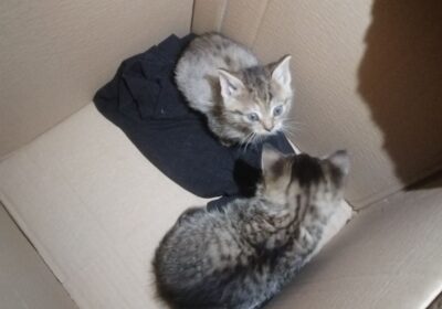 Podrzucone w pudełku kociaki