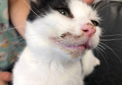 Peso i Funt – aktualizacja