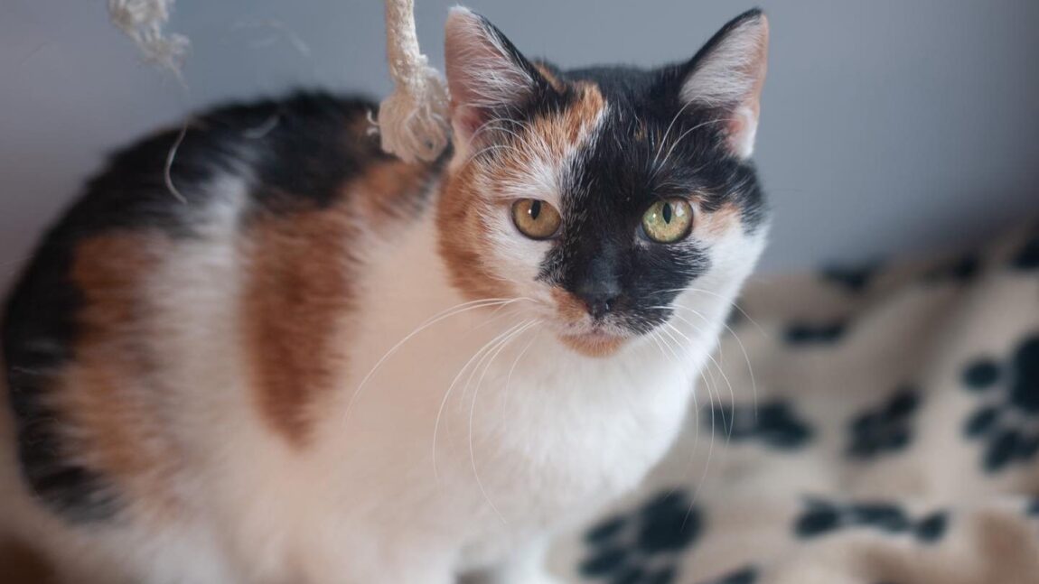 Raja – aktualizacja