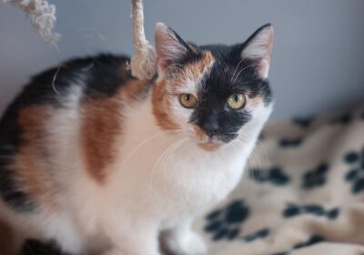 Raja – aktualizacja