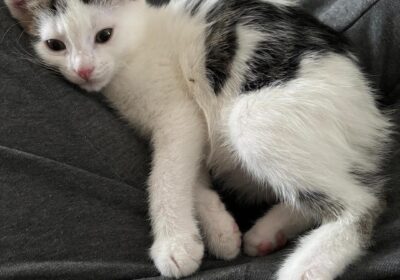 Stefanka i maluchy – aktualizacja