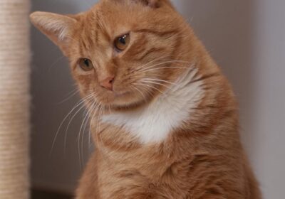 Szymon i Szyszka – aktualizacja