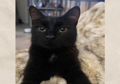 Zaginęła kotka Czesia!