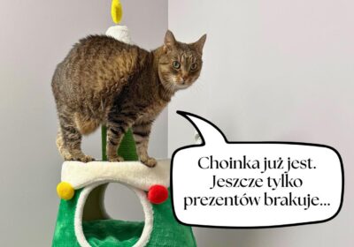 Gwiazdka dla Przytul Kota