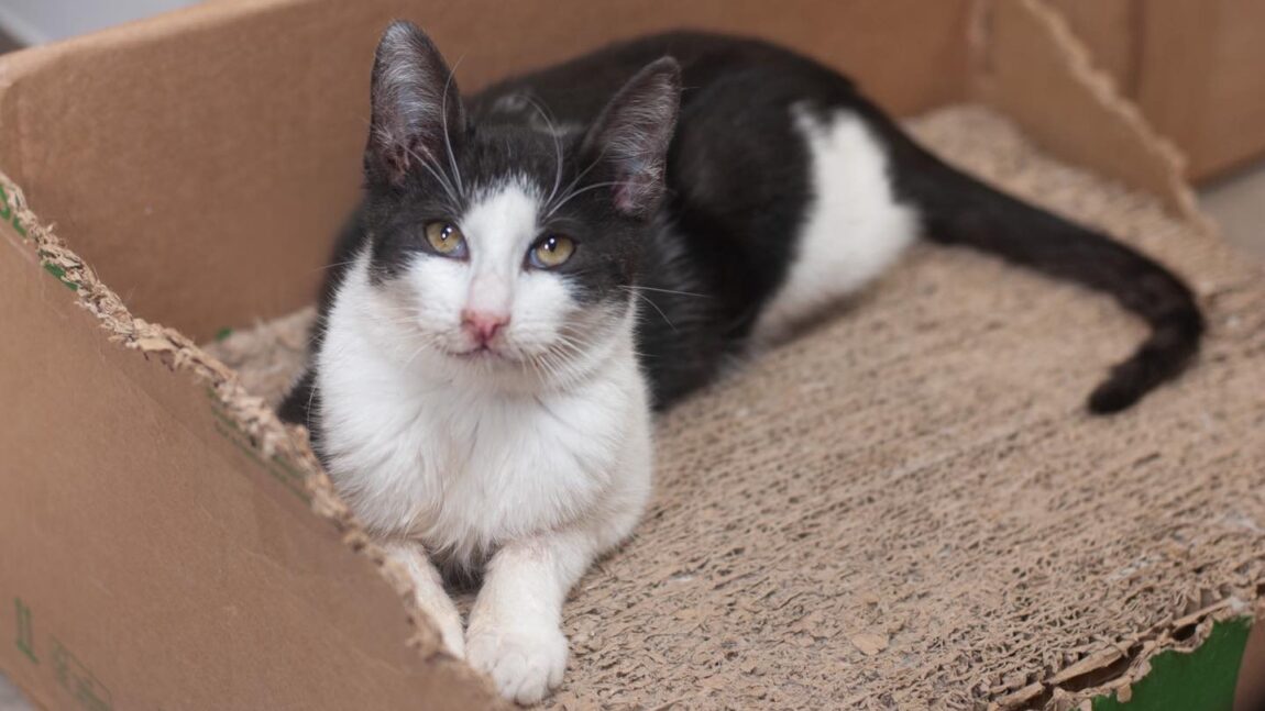 Peso i Funt – aktualizacja