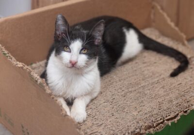 Peso i Funt – aktualizacja