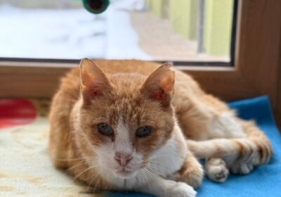 Kornik – aktualizacja