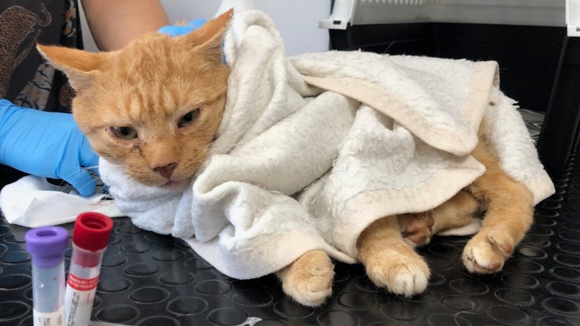 Potrzebna pomoc dla Krokieta