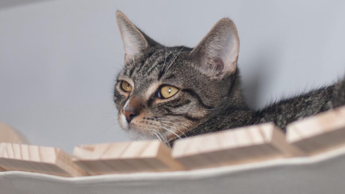 Olsen – aktualizacja