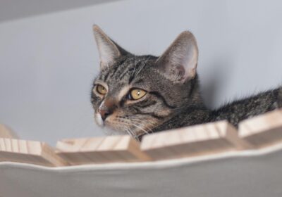 Olsen – aktualizacja