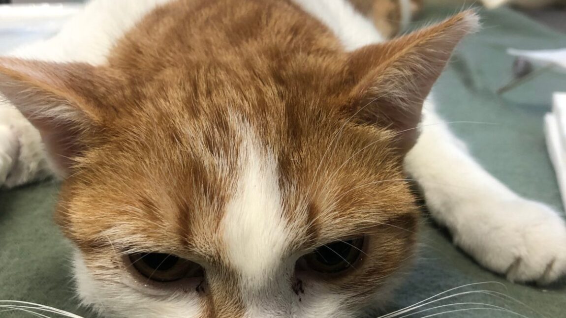 Świrek – aktualizacja