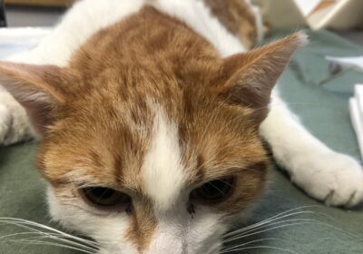 Świrek – aktualizacja