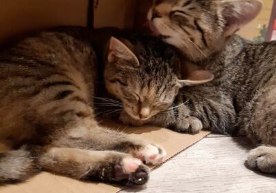 Szarlotka i Keks – aktualizacja