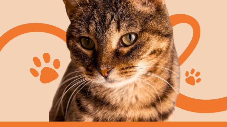 Przekaż 1.5% podatku na ratowanie kotów