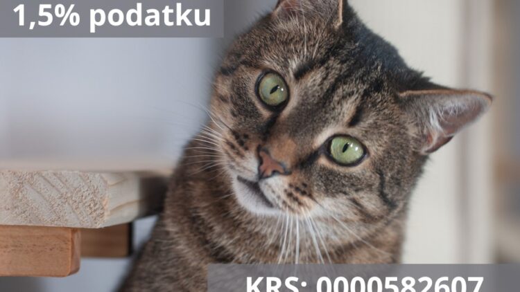 Pomóż kotom w potrzebie przekazując 1.5% podatku