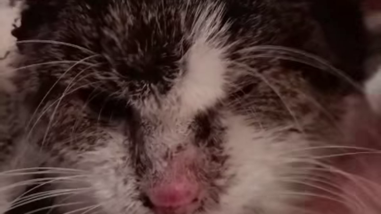 Terka – aktualizacja