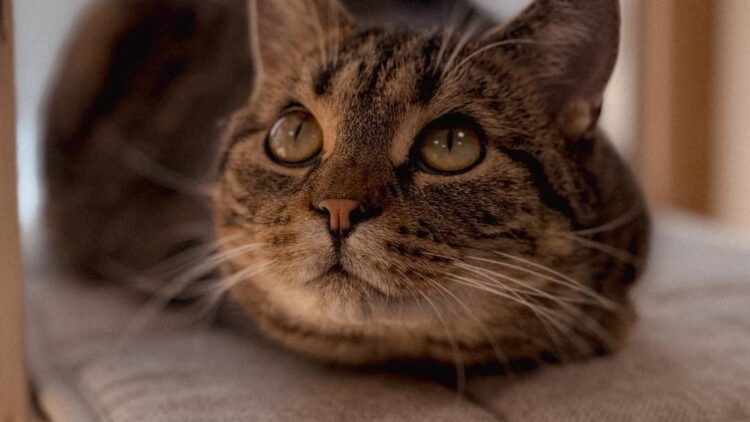 Chia – urocza trójłapka szuka domu