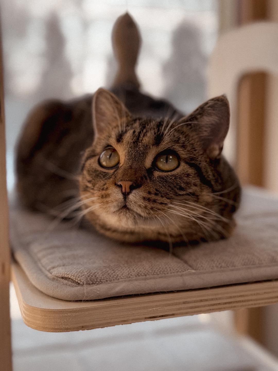 Chia – urocza trójłapka szuka domu