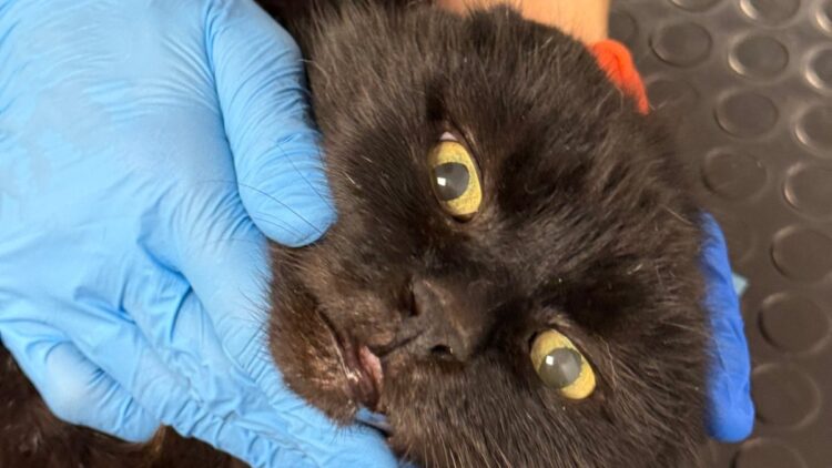 Kiara – kotka wypędzona