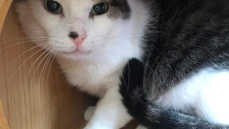 Kiro – kot, który nie ma dokąd wracać