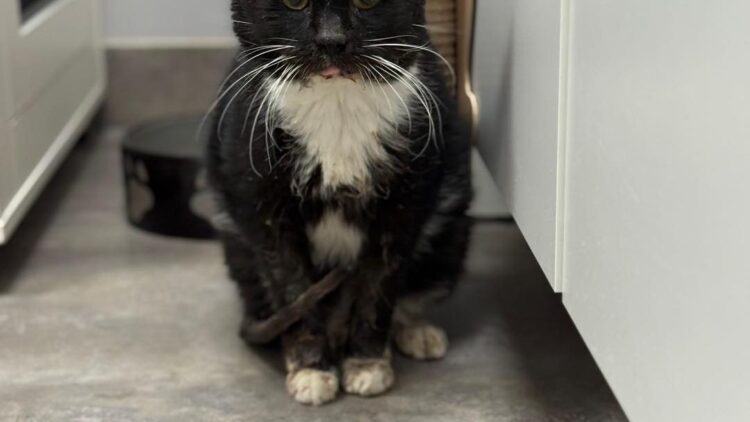 Krawat – aktualizacja