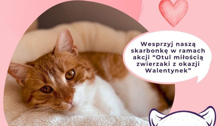 Akcja „Otul Miłością Zwierzaki z okazji Walentynek”
