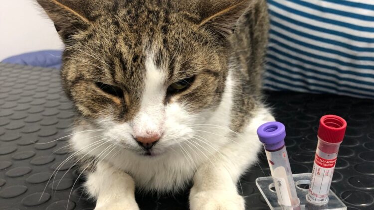 Senator – staruszek wyrzucony na mróz